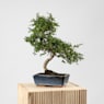 Bonsai Zelkova (Olmo chino parvifolia)