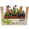 Cactus variados color caja de madera