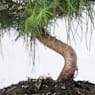 Bonsai Pino carrasco (Pinus halepensis)