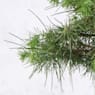 Bonsai Pino carrasco (Pinus halepensis)