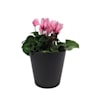 Cyclamen (varios colores)