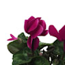 Cyclamen (varios colores)