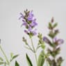 Salvia Officinalis - Planta aromática