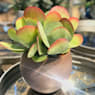 Kalanchoe Thyrsiflora