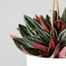 Peperomia 'Rosso'