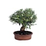 Bonsai Olivo (Olea europaea)