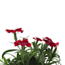 Clavelina (dianthus chinensis)