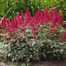 Astilbe