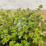 Tomillo limón (thymus × citriodorus) - Planta aromática