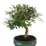 Bonsai Granado (Punica granatum)