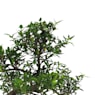 Bonsai Rosa de nieve (Serissa japonica)