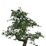 Bonsai Zelkova (Olmo chino parvifolia)