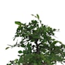 Bonsai Zelkova (Olmo chino parvifolia)