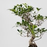 Bonsai Higuera de la India (Ficus retusa)