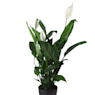 Espatifilo (spathiphyllum)