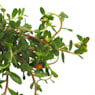 Flor de seda o portulaca umbraticola (verdolaga)