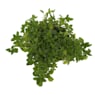Poleo (mentha pulegium) - Planta aromática
