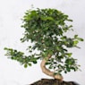 Bonsai Carmona (Ehretia microphylla)