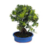 Bonsai Espino de fuego (Pyracantha)