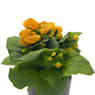 Calceolaria (varios colores)