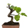 Bonsai Higuera (Ficus carica)