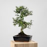 Bonsai Carmona (Ehretia microphylla)