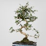 Bonsai Carmona (Ehretia microphylla)