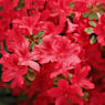 Azalea japonica