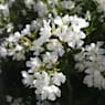 Adelfa blanca (nerium oleander)