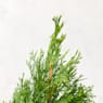 Thuja esmeralda (thuja occidentalis "emeraude")