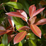 Photinia serrulata red robin