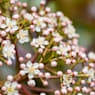 Photinia serrulata red robin