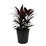 Cordyline 'Tango'