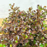 Coprosma chocolate soldier