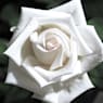 Rosal pau casals blanco