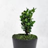 Boj (buxus sempervirens suffruticosa)