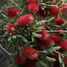 Limpiatubos (callistemon laevis)