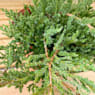 Enebro rastrero 'Prince of Wales' (Juniperus horizontalis)