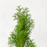 Thuja esmeralda (thuja occidentalis "emeraude")