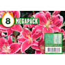 Bolsa 8 mega bulbos lilium orientalis stargazer