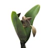 Orquídea Cattleya