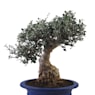 Bonsai Olivo silvestre (Olea oleaster)