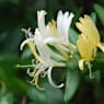 Madreselva japonesa (lonicera japonica)