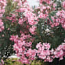 Adelfa rosa (nerium oleander)