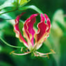 Gloriosa superba