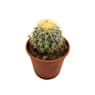 Cactus asiento de suegra (echinocactus grusonii)