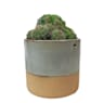 Cactus (variados)