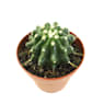 Cactus (variados)