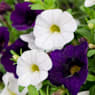 Calibrachoa