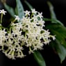 Galán de Noche (Cestrum nocturnum)